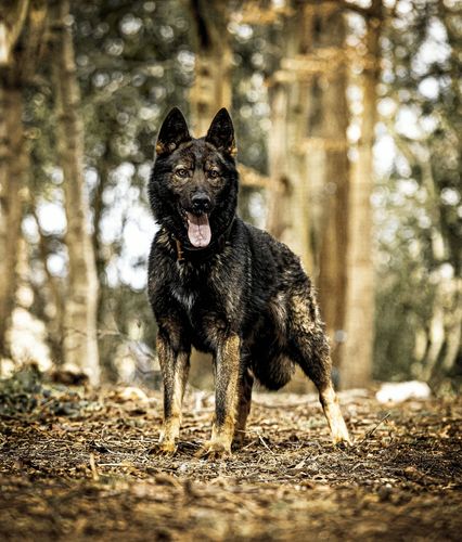 Ramstein von Quithara
German Shepherd (short-haired)
25. Jun 2023