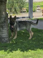 Cupcake vom Endinger Stern
Schäfer (korthåret)
24. Feb 2025