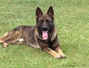 Trooper Hunter Lupo