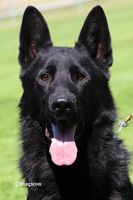 Groß Rio vom Vogelsberger Südhang
German Shepherd (short-haired)
25. Aug 2020