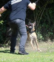 Atze RagnarsBreed
Belgian Shepherd (Malinois)
8. Dec 2019