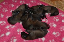 chiots volpa/Taiko 6 jours