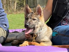 Manuka vom Ottilienstein
German Shepherd Dog (short-haired)
5. Jan 2025