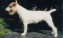 dog image background