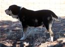 Samson Oktopod Kennel