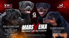 Eika vom Hause Neska
Rottweiler
26. Oct 2022