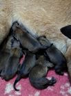 naissance chiots volpa/Taiko