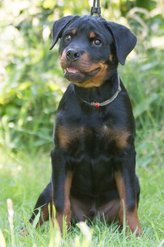 Hatz vom Hause Waldblick
Rottweiler
6. Mar 2025