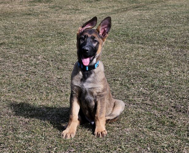 Ombre Provocativo
German Shepherd (short-haired)
6. Dec 2024