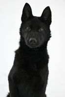 Lemmy vom Ottilienstein
Deutscher Schäferhund (Stockhaar)
16.08.2024