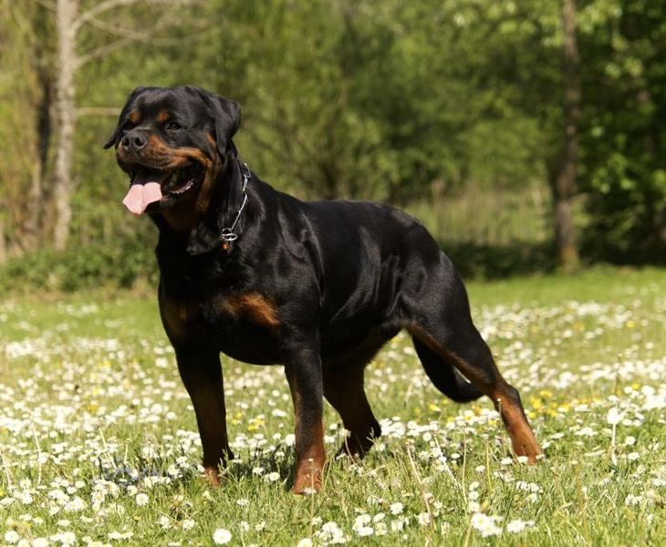 July von der Burg Skiva Hundeprofil Informationen und Daten