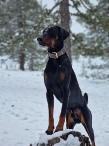 Cutulus WD Ajax Cutulus WD Ajax