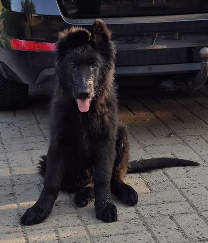 Xorro vom Wolf's Canyon
German Shepherd (long-haired)
15. Jan 2025