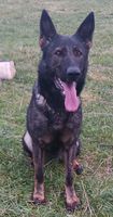 Brixy spod Jastrabieho hniezda
German Shepherd (short-haired)
26. Jan 2020