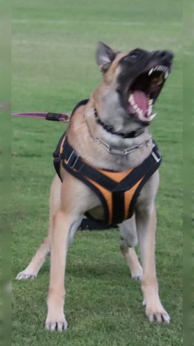 Kruz Ostraryka
Belgian Shepherd Dog (Malinois)
8. Jan 2020