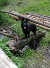 Donna von der Pflochsbacher Schmiede