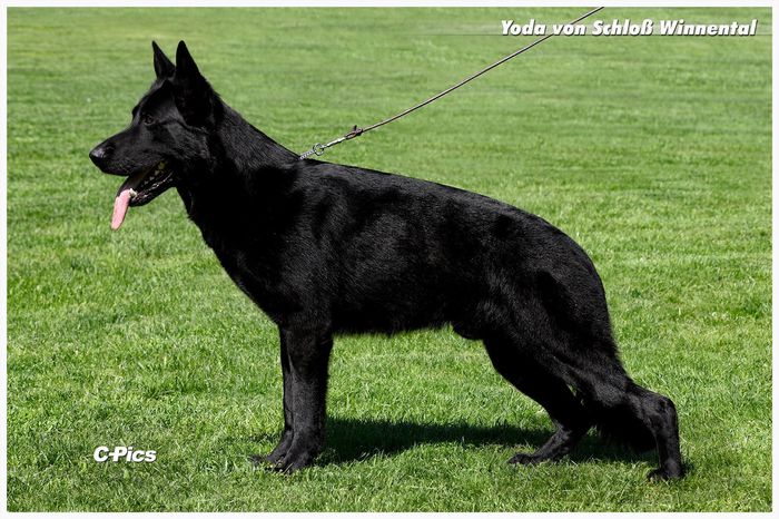 Yoda von Schloß Winnental