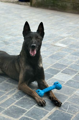 Sharky van de Utadreef
Belgian Shepherd (Malinois)
7. Feb 2019
