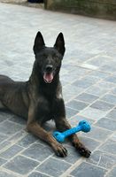 Sharky van de Utadreef
Belgian Shepherd (Malinois)
7. Feb 2019