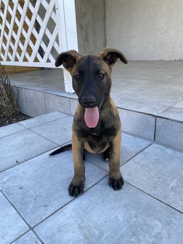 Dara of Braveheart Oradinum
Belgisk fårehund (Malinois)
7. Juli 2024