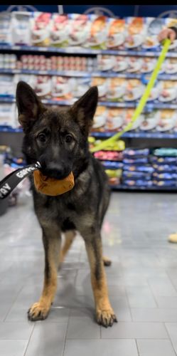 Honda von Haus Isca
German Shepherd (short-haired)
15. Jul 2024