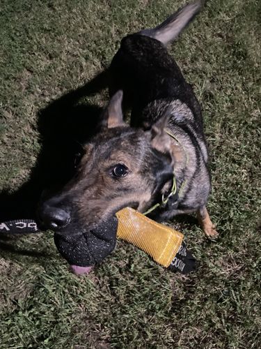 Matilde dei Lupi Invicti
German Shepherd (short-haired)
14. Mar 2022