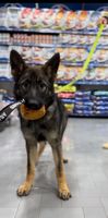 Honda von Haus Isca
German Shepherd (short-haired)
15. Jul 2024