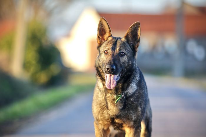 Uschi from Dark Madness
German Shepherd
30. Oct 2021