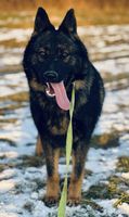 Piko Dekim Lexus
German Shepherd Dog (short-haired)
3. Jun 2023