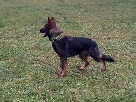 Garai Tenebris Bohemia
German Shepherd (short-haired)
26. Nov 2023