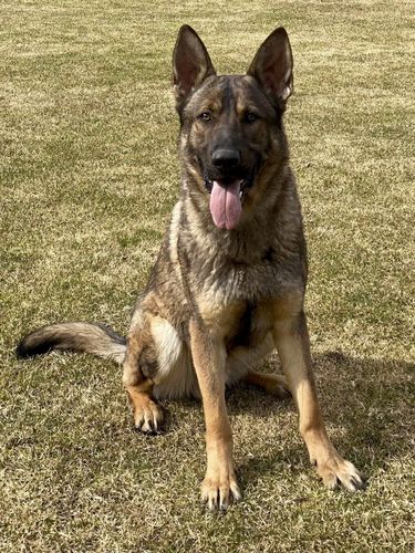 Yoggi Aykmar
German Shepherd (short-haired)
10. Dec 2020