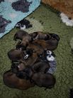 chiots volpa/Taiko