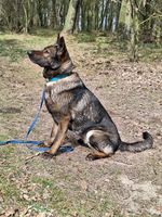 Yuki (Diensthundeschule M-V)
Schæferhund (Stockhaar)
4. Mar 2019