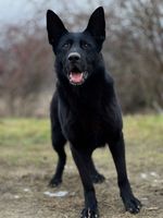 Abbie z Hľuzovského údolia
Schäfer (korthåret)
19. Mar 2020