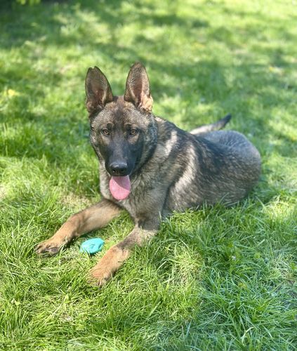 Kos van de Duca Vallei
Deutscher Schäferhund (Stockhaar)
15.08.2024