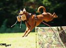 Kappa European K9 training base