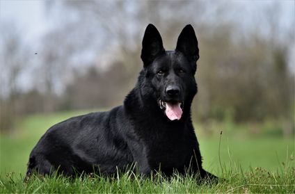 Atena Canis Club Moravia