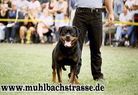 Quantas vom Jägersburger Forst