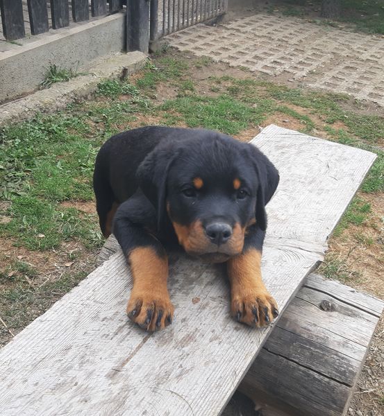 Alma vom Wachberg Hundeprofil Informationen und Daten