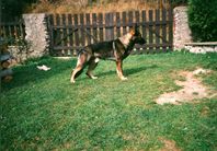 dog image background