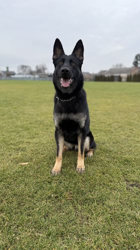 Trinity Balgaro
Schæferhund (Stockhaar)
14. Nov 2023
