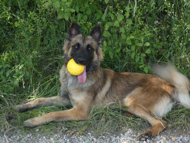 Violette des Crocs du Quercy
Belgian Shepherd (Tervueren)
27. May 2024