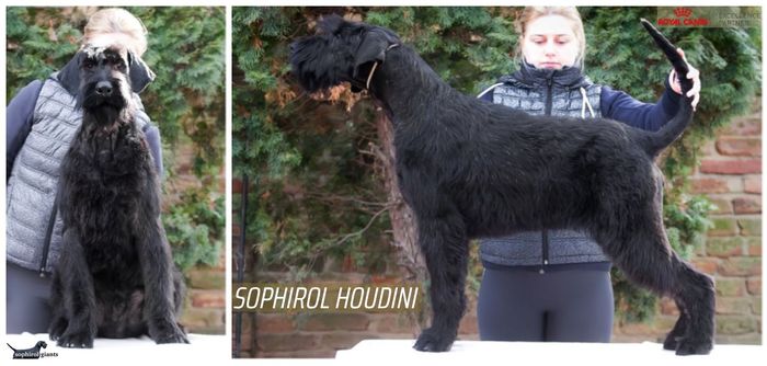 Sophirol Houdini
Giant Schnauzer (pure black)
25. May 2024