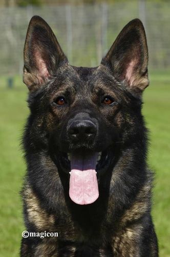 Wolf von Prevent