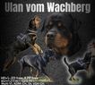 Ulan vom Wachberg