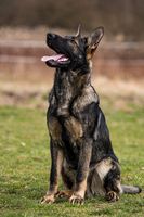 Ikigai Alta Escuela
German Shepherd Dog
27. Avg 2024