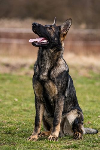 Ikigai Alta Escuela
German Shepherd Dog
27. Avg 2024