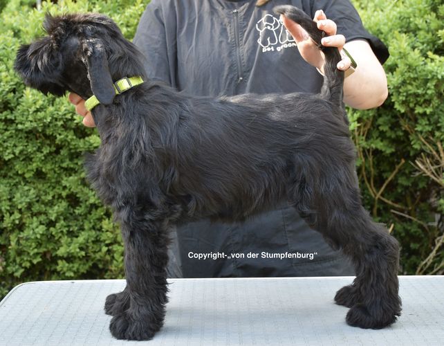 Quaste von der Stumpfenburg
Schnauzer Geant
20. Fev 2025