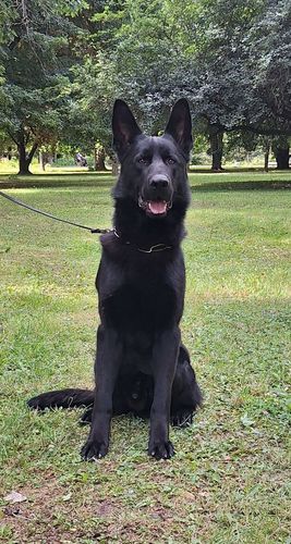 Yago z Pohranic
German Shepherd
26. Feb 2024