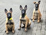 Y vrh malinois Mi-Ji
